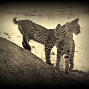 bobcat kitties on rock passx2 cpvs.jpg