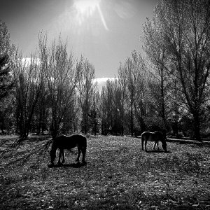 fall grazing xvbw3.jpg
