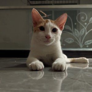 My Catto..jpg