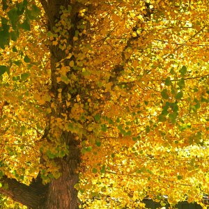 poplar Holmgren x.jpg