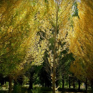 backlit poplars xv.jpg