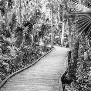 Black and White - 2500px-7.jpg