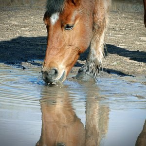 Kirby playing in the water copyxv.jpg