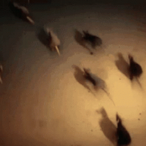 rats-running.gif