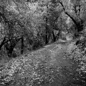 forest hike 6 copy bwv copy.jpg