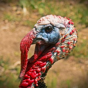 turkey head close xv.jpg