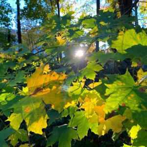 HAYWARDS HEATH - 19.11.22.jpg