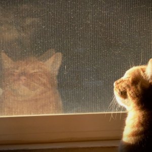 Milo dunning himself in window x crop.jpg