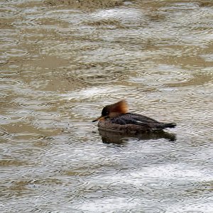Female Hoodie in the Rain.jpeg