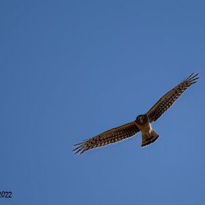 Bosque Del Apache 2022-4050TP.jpg