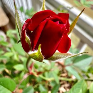 IMG_1527.jpg