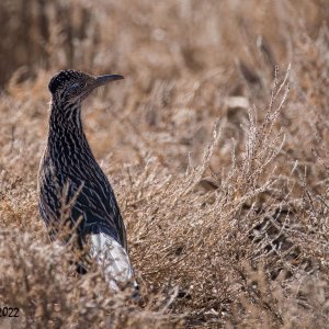 Bosque Del Apache 2022-crop-.jpg
