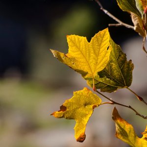 fall sycamore leaves 2281 11.20.22 x.jpg