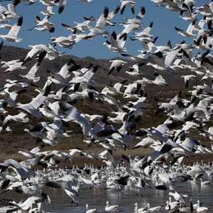 Bosque Del Apache 2022-4255.jpg
