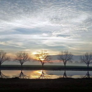 trees-3.jpg