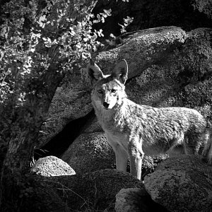 coyote on rocks bwx.jpg