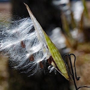 milkweed1.jpg
