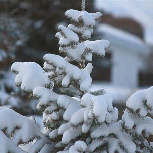 IMG_0077A.jpg