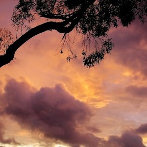 eucalyptus silhouette sunset 2 copy resize.jpg
