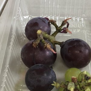 葡萄.jpg