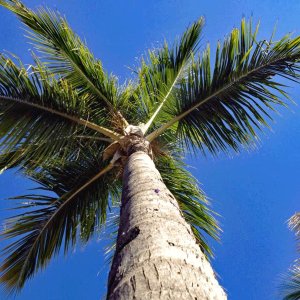 Palm-tree.jpg