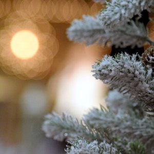 flockingWbokeh.jpg