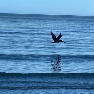 Pelican_marcoblue.jpeg