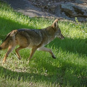 coyote waling away 2372 12.09 x.jpg