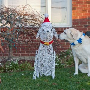Goldy with Christmas pups.jpg