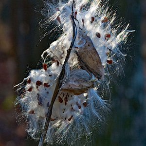 milkweed7.jpg