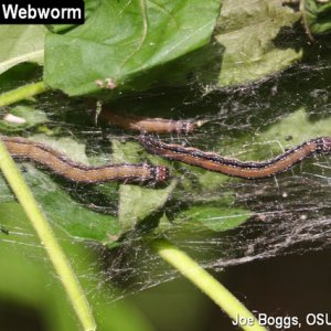 Ailanthus Webworm 2 - JB.jpg