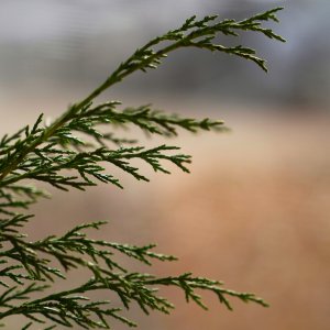 Winter Greenery.jpeg