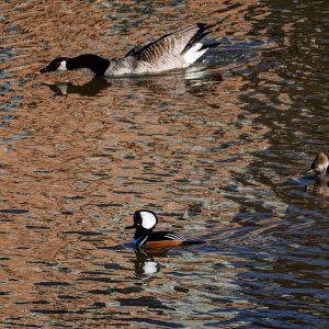 Two Hoodies and a Goose.jpeg