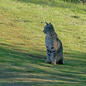 bobcat sitting in road 2727 12.20.22 x.jpg