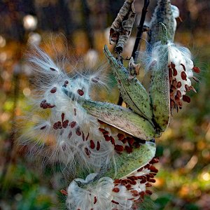 milkweed6.jpg