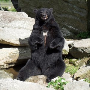 Bear 5-30-2010a.jpg
