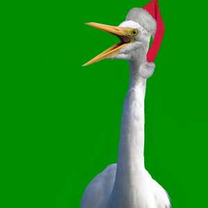 Santa Egret Wishes You a Merry Cristmas.jpeg