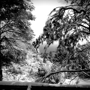 view from pine creek house xbwv copy.jpg