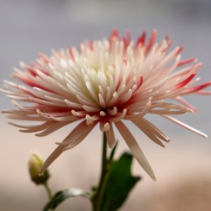 Peppermint Flower.jpeg