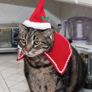 Rudy as Santa 3.jpg