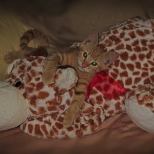 Milo kitten on Gracie crop.jpg