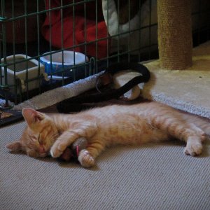 Milo kitten cuddling his mouse x.jpg