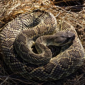 coiled rattlesnake 1772 10.02.22 x.jpg