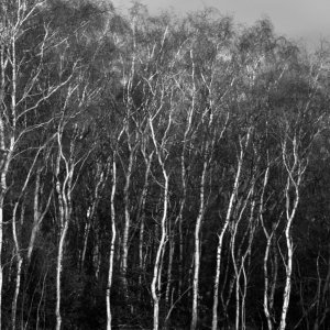 D7K_0383.jpeg