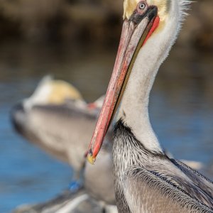 Pelican-crop.jpg