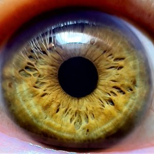 Eye.jpg