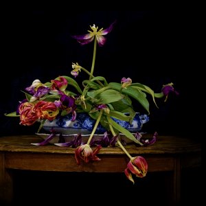 Last Tulips.jpeg