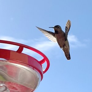 IMG_7243.jpeg