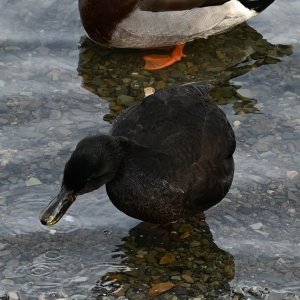 DSC_0054.JPG