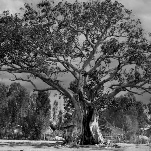 oaktree.jpg